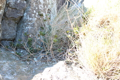 Veronica lavaudiana