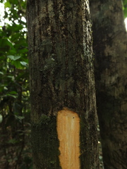 Pterygota alata