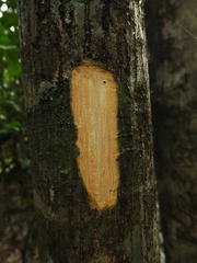 Pterygota alata