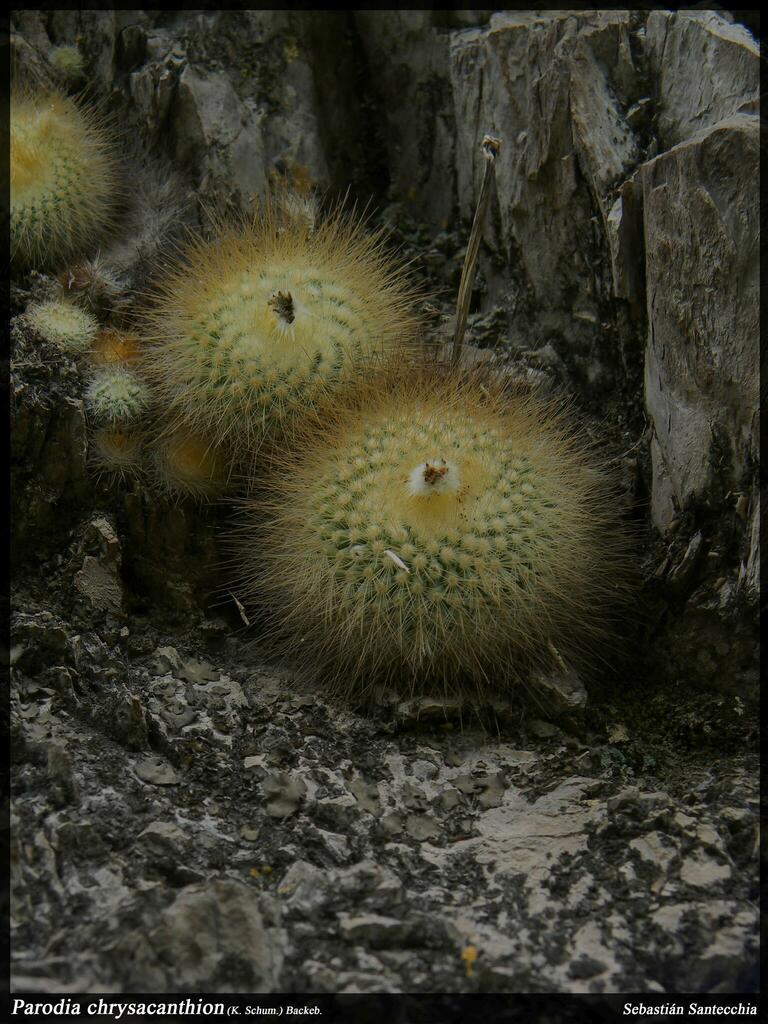 Parodia chrysacanthion, Dr Manuel Belgrano, Jujuy, Argentina