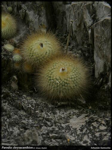 Golden-powder-puff (Parodia chrysacanthion)