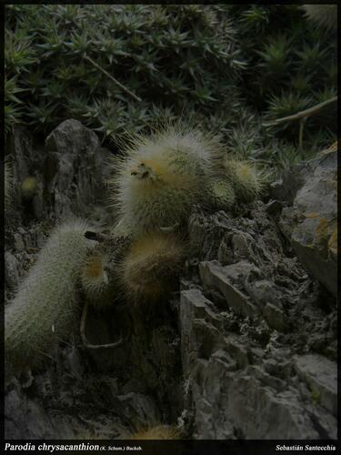 Parodia chrysacanthion