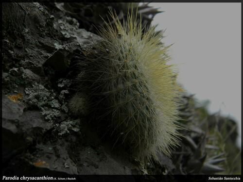 Parodia chrysacanthion