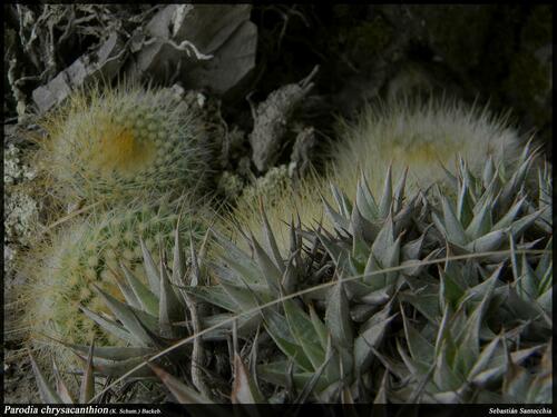 Parodia chrysacanthion