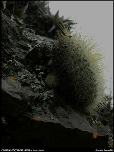 Parodia chrysacanthion