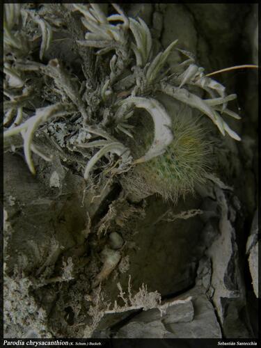 Parodia chrysacanthion