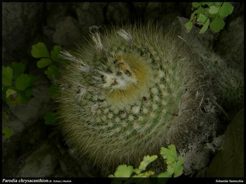 Parodia chrysacanthion