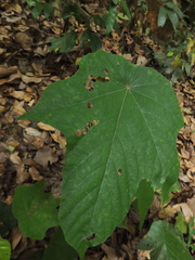 Pterospermum diversifolium