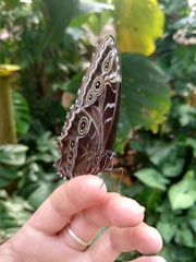 Morpho helenor maculata