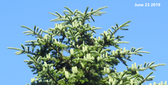 Abies holophylla