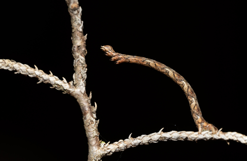 Juniper Geometer Moth