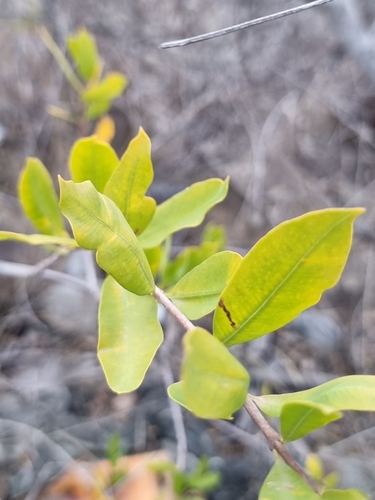 Image of Periploca laevigata by (c) Vítor Jorge, some rights reserved (CC BY)