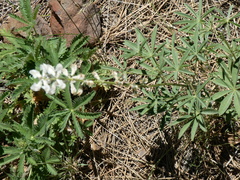 Lupinus albus