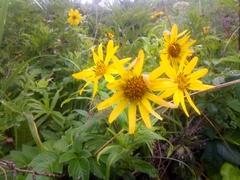 Arnica sachalinensis