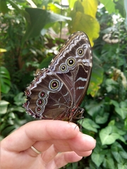 Morpho helenor maculata