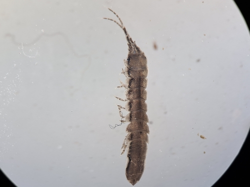 Idotea chelipes