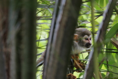 Saimiri sciureus