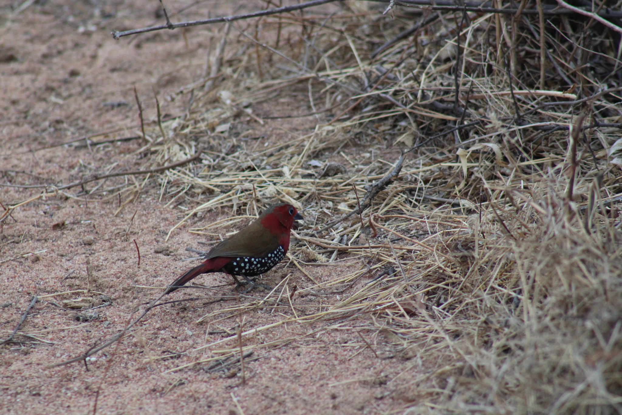 Red-throated Twinspot (Hypargos niveoguttatus), photo 8