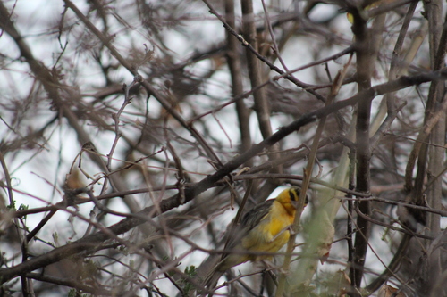 Black-necked Weaver (Ploceus nigricollis), photo 6