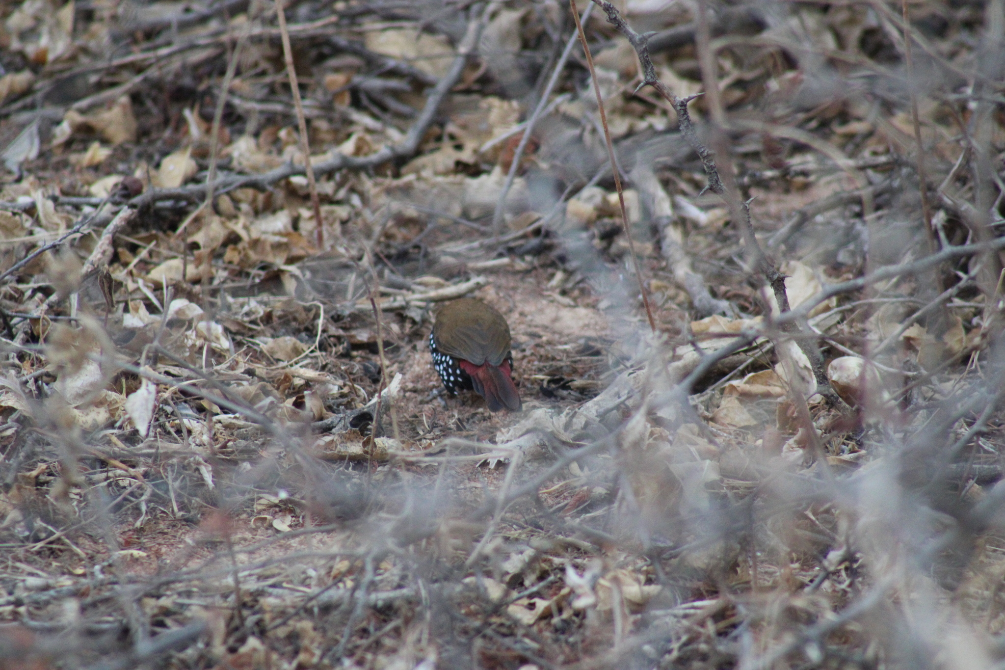 Red-throated Twinspot (Hypargos niveoguttatus), photo 10