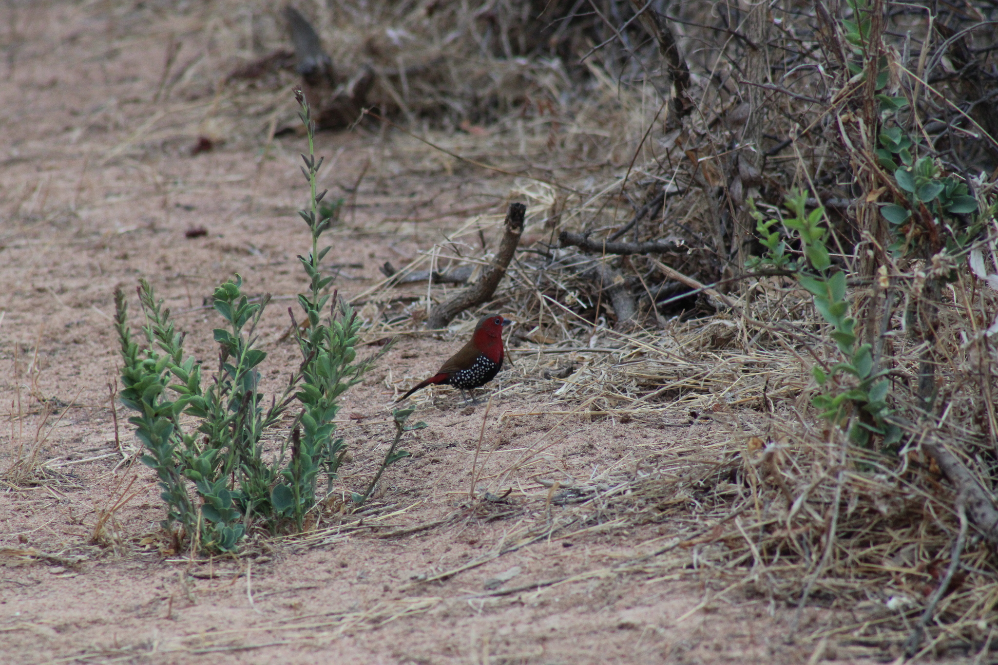 Red-throated Twinspot (Hypargos niveoguttatus), photo 9