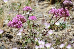 Calyptridium monospermum