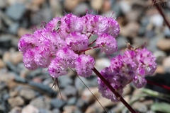 Calyptridium monospermum