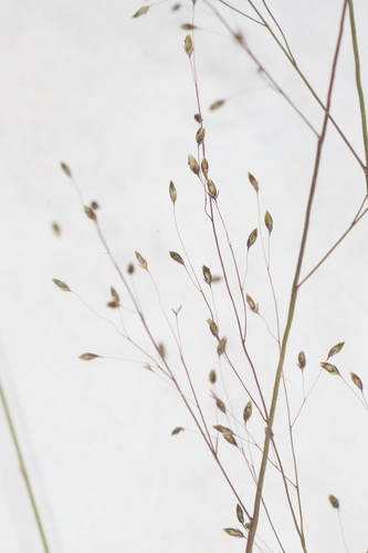Image of Muhlenbergia uniflora by no rights reserved