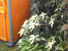 Strobilanthes gossypina