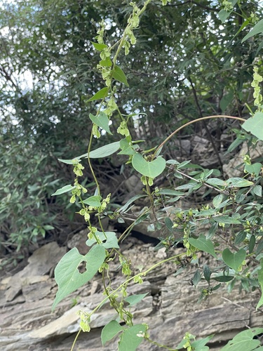 Image of Fallopia Dentatoalata (Fallopia dentatoalata) by (c) Jane Charlen, some rights reserved (CC BY)