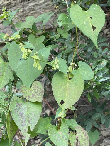 Image of Fallopia Dentatoalata (Fallopia dentatoalata) by (c) Jane Charlen, some rights reserved (CC BY)