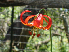 Lilium pardalinum pitkinense