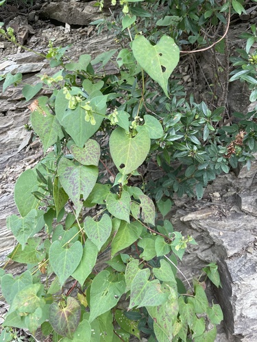 Image of Fallopia Dentatoalata (Fallopia dentatoalata) by (c) Jane Charlen, some rights reserved (CC BY)