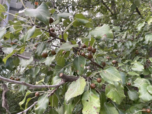 Pyrus betulifolia, photograph 4