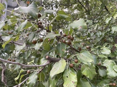 Pyrus betulifolia, photograph Jane Charlen, CC BY, iNaturalist via GBIF