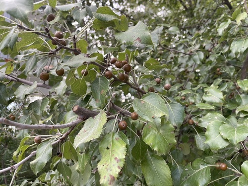 Pyrus betulifolia, photograph 5