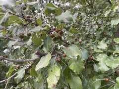 Pyrus betulifolia, photograph Jane Charlen, CC BY, iNaturalist via GBIF