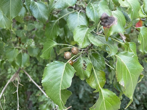 Pyrus betulifolia, photograph 6