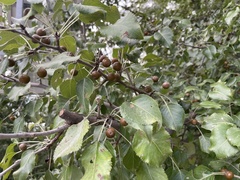 Pyrus betulifolia, photograph Jane Charlen, CC BY, iNaturalist via GBIF