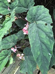 Begonia lukuana