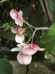 Begonia lukuana