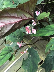 Begonia lukuana