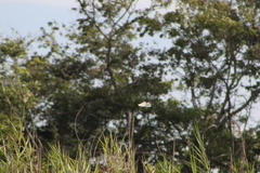 Morpho polyphemus polyphemus