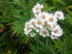 Achillea ptarmica macrocephala