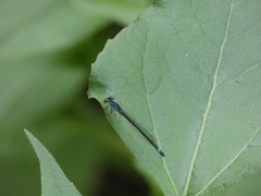 Enallagma geminatum