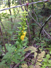 Pedicularideae