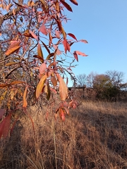 Faurea saligna, photograph Hildegard Klein, CC BY, iNaturalist via GBIF