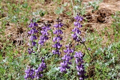 Lupinus grayi
