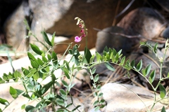 Lathyrus nevadensis
