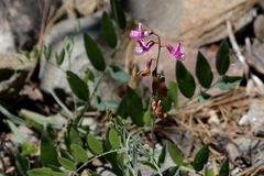Lathyrus nevadensis